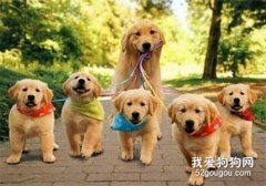 狗狗一生之中，這段時間最好訓練了，鏟屎官要抓緊！