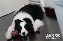 狗狗無聊的5大表現，主人一旦發現，你就多和它玩玩吧！