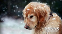 金毛長壽的5大秘訣