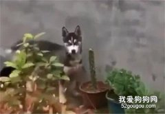 主人發現仙人掌短了半根，然而看到二哈的舉動，笑瘋了！