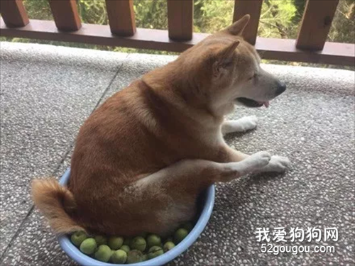 新摘的梅子味道總怪怪的，隔天抓到兇手后，主人都被氣笑了！