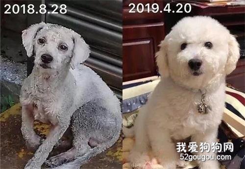 撿了只黑灰皮包骨的流浪狗，8個月后，它化身成了一朵棉花糖！