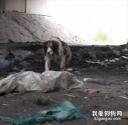 走丟邊牧撿垃圾流浪，看見別的狗和主人散步，眼里盡是哀傷