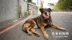 忠犬守護學校20年，去世之后，領巾上的五個字逼哭萬千網友！