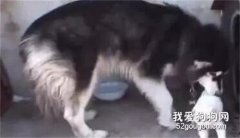 阿拉斯加每天都偷別人的寶寶回來，背后的原因竟是...