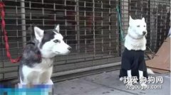 兩只二哈被丟棄在街頭，沒有一人愿意領養，最后竟然....