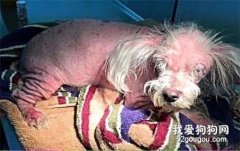 全身禿光認不出是什么生物，被獸醫救下后，奇跡化身成了...