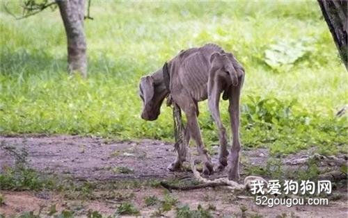 16只流浪貓狗被活活燒死...可它們只是想有個家。