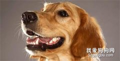 養寵知識：狗狗口臭的原因？