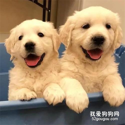 金毛幼年期視頻大合集，這都是些什么小天使呀！