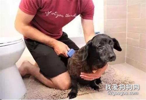 10歲的老狗被主人裝垃圾袋丟棄，獲救時竟然還在笑...
