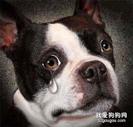 這5件事，會讓狗狗誤以為你不愛它了