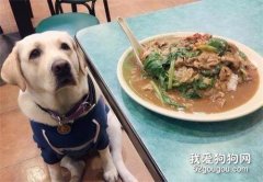 不想狗狗討食？4大方法，杜絕狗狗討食行為！