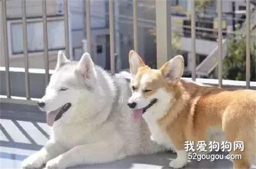 二哈拆家成癮，連垃圾桶都被鐵籠保護，直到來了只柯基...