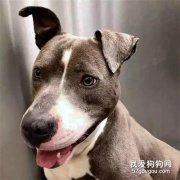 經常餓肚子的流浪狗被救后，叼著飯碗不松：有它就有飯吃！