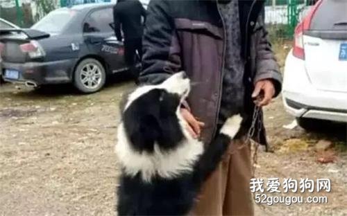 男子把養了5年的邊牧賣掉，交錢時，邊牧緊緊抱住主人求饒！