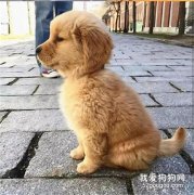 金毛吃起東西來，真的是毫無形象可言！