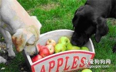 狗狗可以吃的水果種類有哪些？