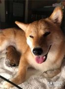 醫生判定柴犬沒懷孕，沒想到它半夜低嗚，生出一只超可愛的小柴柴！