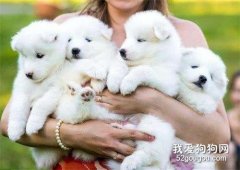 這6種狗狗脾氣好得很，想怎么擼就怎么擼！