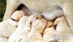 狗狗生產完多久可以做節育手術？