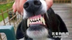 如何判斷狗狗的年齡？