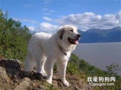 養一只大白熊犬是怎樣一種體驗？