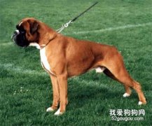 成年的狗狗會得細小嗎？