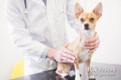 四大狗狗皮膚病預防建議