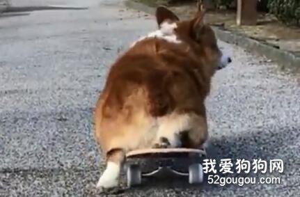 你看我長得可愛吧？用腿換的！