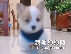 沒學會走就想向前跑！小狗狗們的這個階段太萌了！