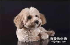 狗狗早早的就毛發褪色了，這是怎么回事？