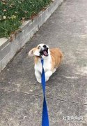 看得出來，這只柯基是真的很不想回家了！！