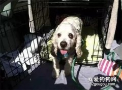 狗狗已經是20歲高壽了，卻被主人趕出門，原因竟是有點糊涂了...