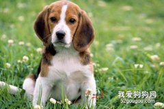 狗狗的扁桃體炎