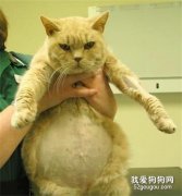 猫咪“啤酒肚”，传染性腹膜炎危害大