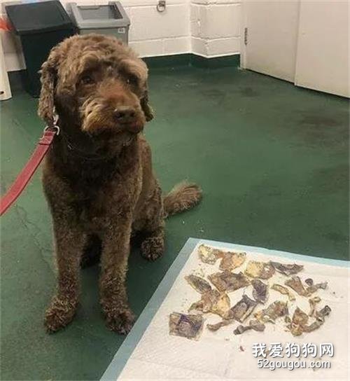 狗砸偷吃1400元現金，催吐花了1100元，鏟屎官苦笑：還有賺！