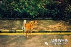 一只流浪的土狗，卻得到了整個社區的愛護