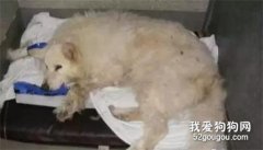 狗子生病了就棄養？大不了再買一只...不好意思，你不配養狗！