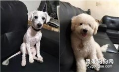 皮包骨狗寶寶因為主人的愛成功開掛
