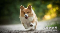 狗狗跑遠了追不回來？教你兩招，立即召回...