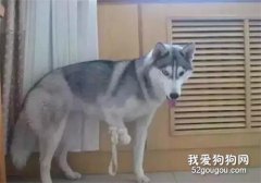 二哈三年為主人賺了上萬元，當賺不了之后卻被打斷腿....