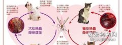 夏天到了，小心蚊子帶來的心絲蟲病