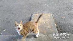 這只貓在路上走著走著，突然被人類叫住后，它的反應笑死了！