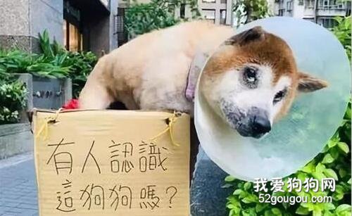 好心人擺攤幫失明老柴找主人，僅一天就團聚