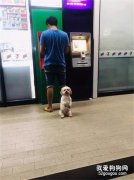 看主人去取錢，狗砸自動當起了保鏢，可路人：想偷...狗！