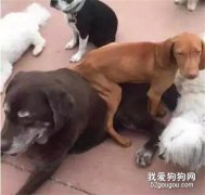 發現一只特別愛干凈的狗子，從不坐地上，只坐....