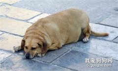犬、貓的肥胖癥的病因以及預防方法