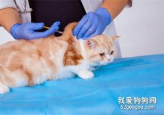猫咪的慢性肾功能衰竭的诊断与治疗