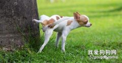犬尿石癥的分類及治療方法